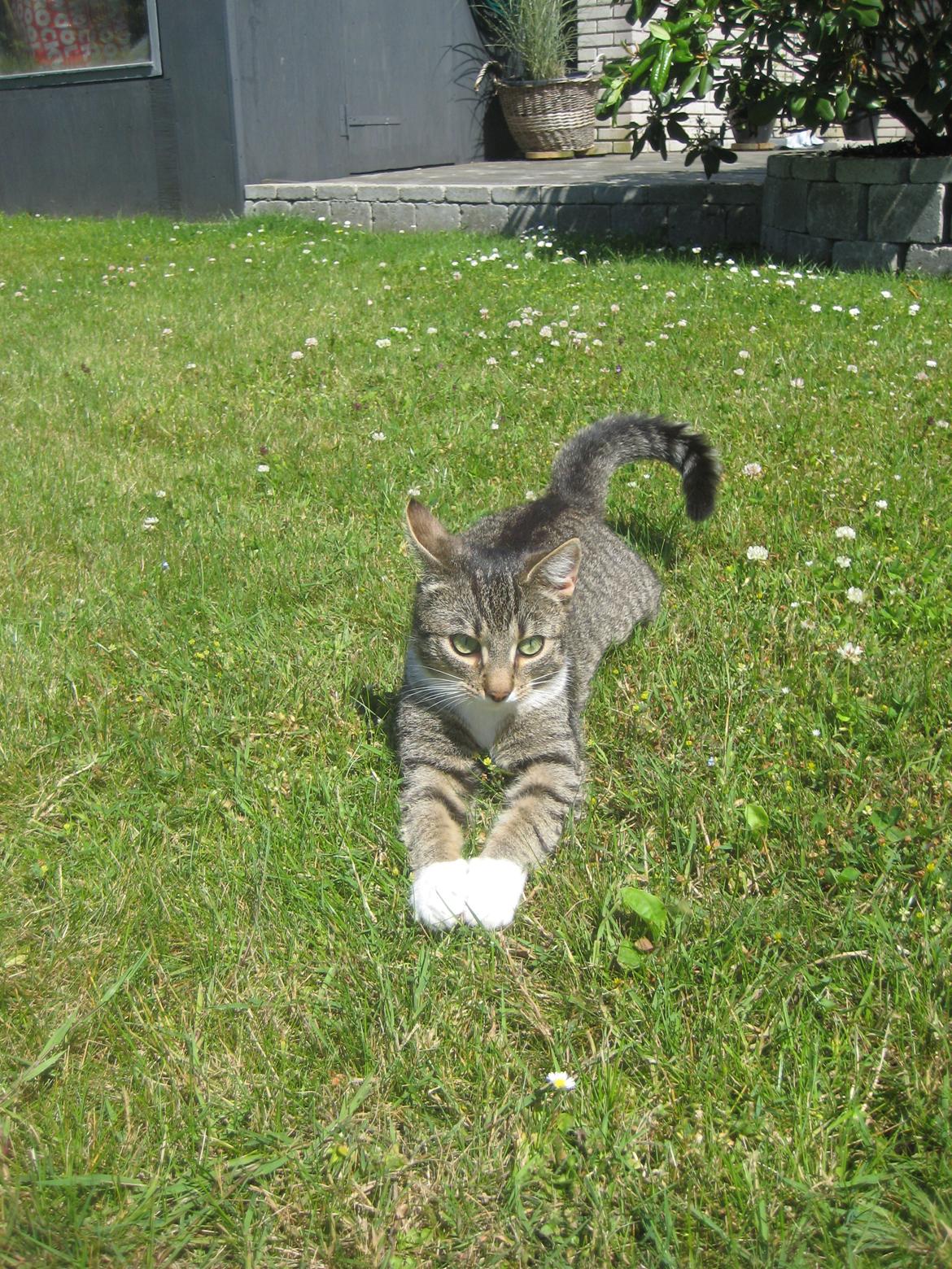 Huskat Mille billede 8