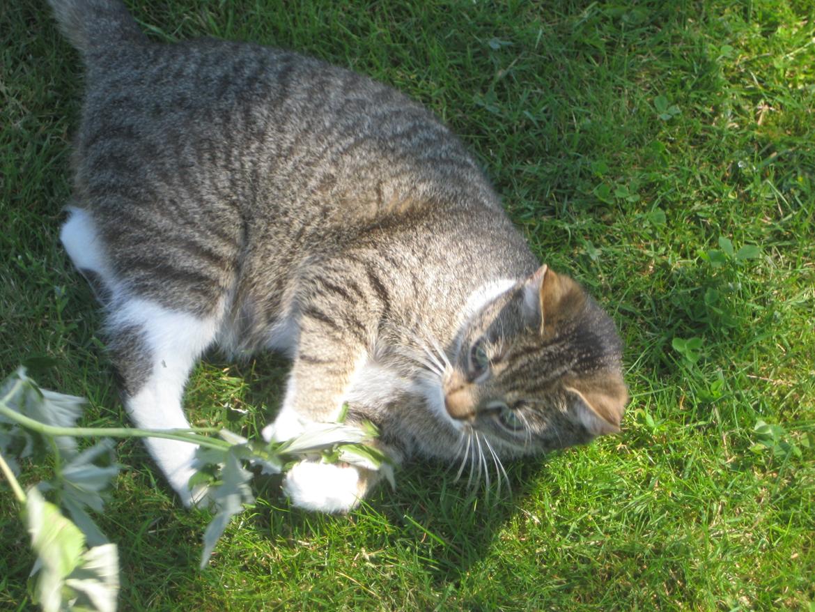 Huskat Mille billede 17