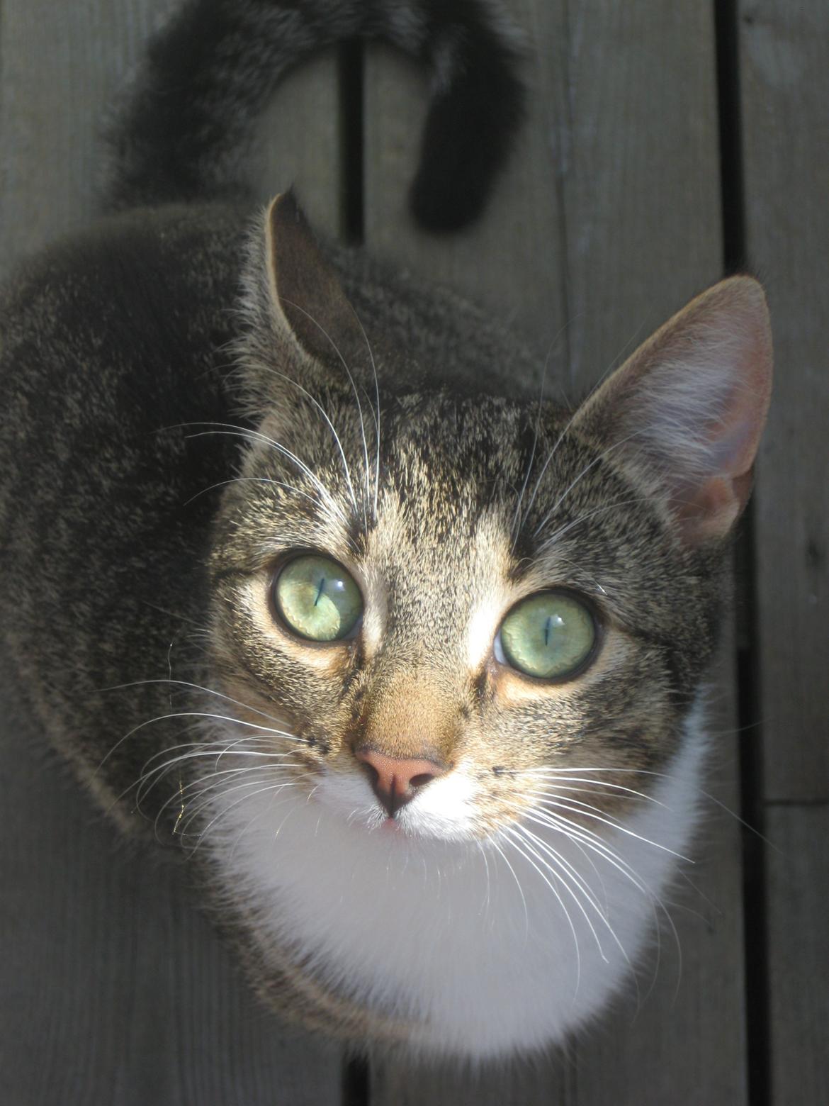 Huskat Mille billede 3