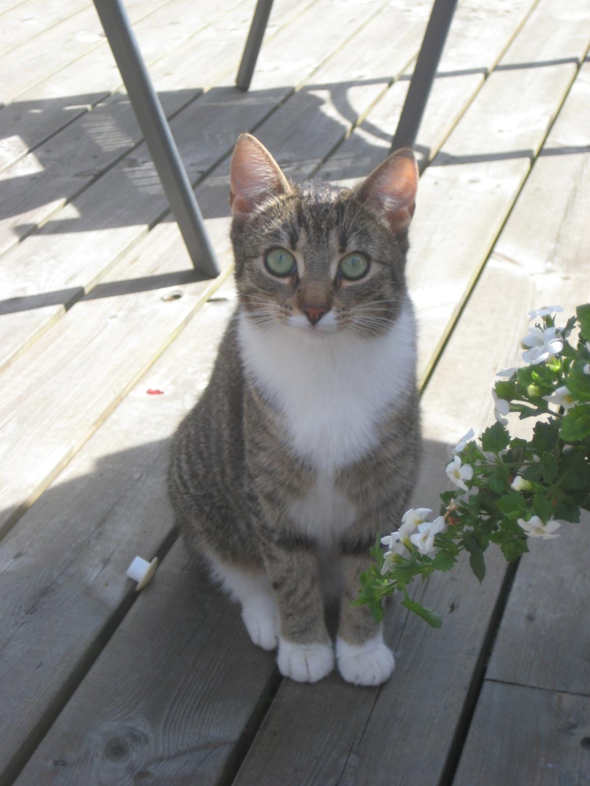 Huskat Mille billede 1