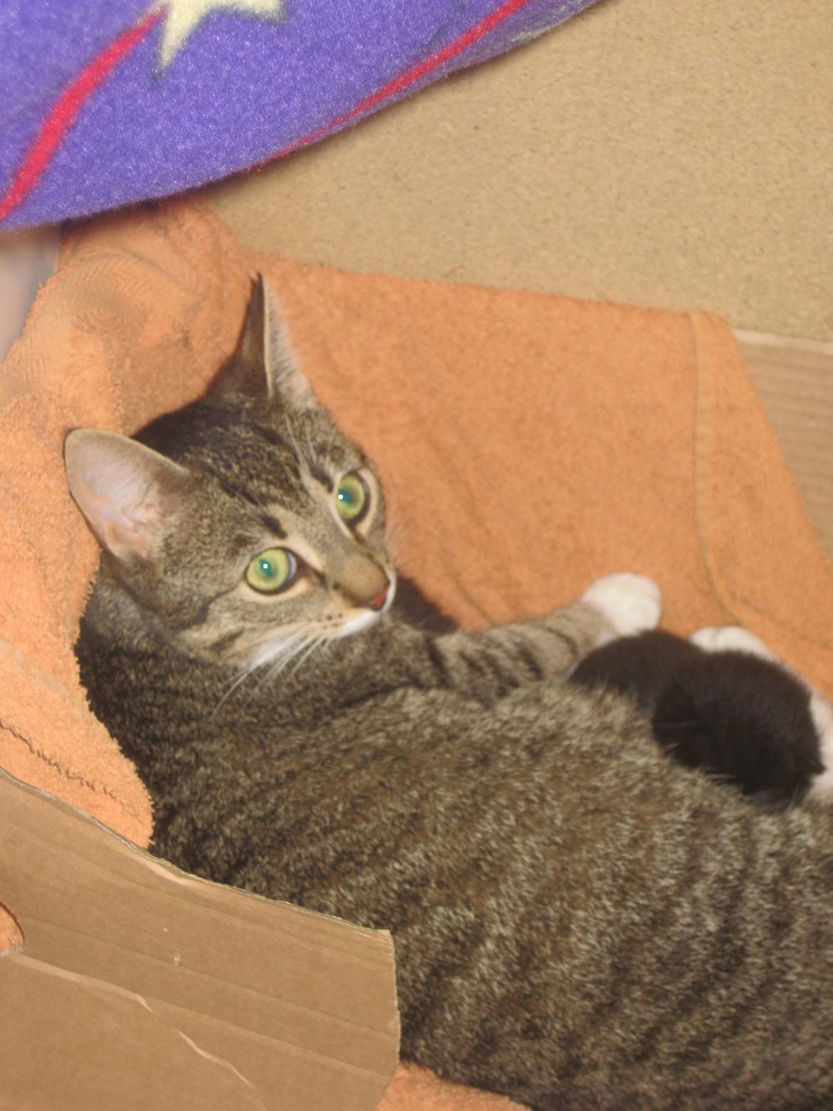 Huskat Mille - Mille med sine killinger:) billede 18