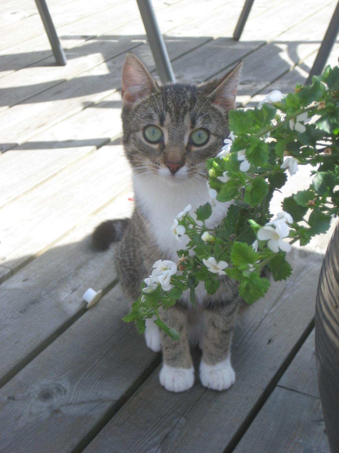 Huskat Mille billede 19