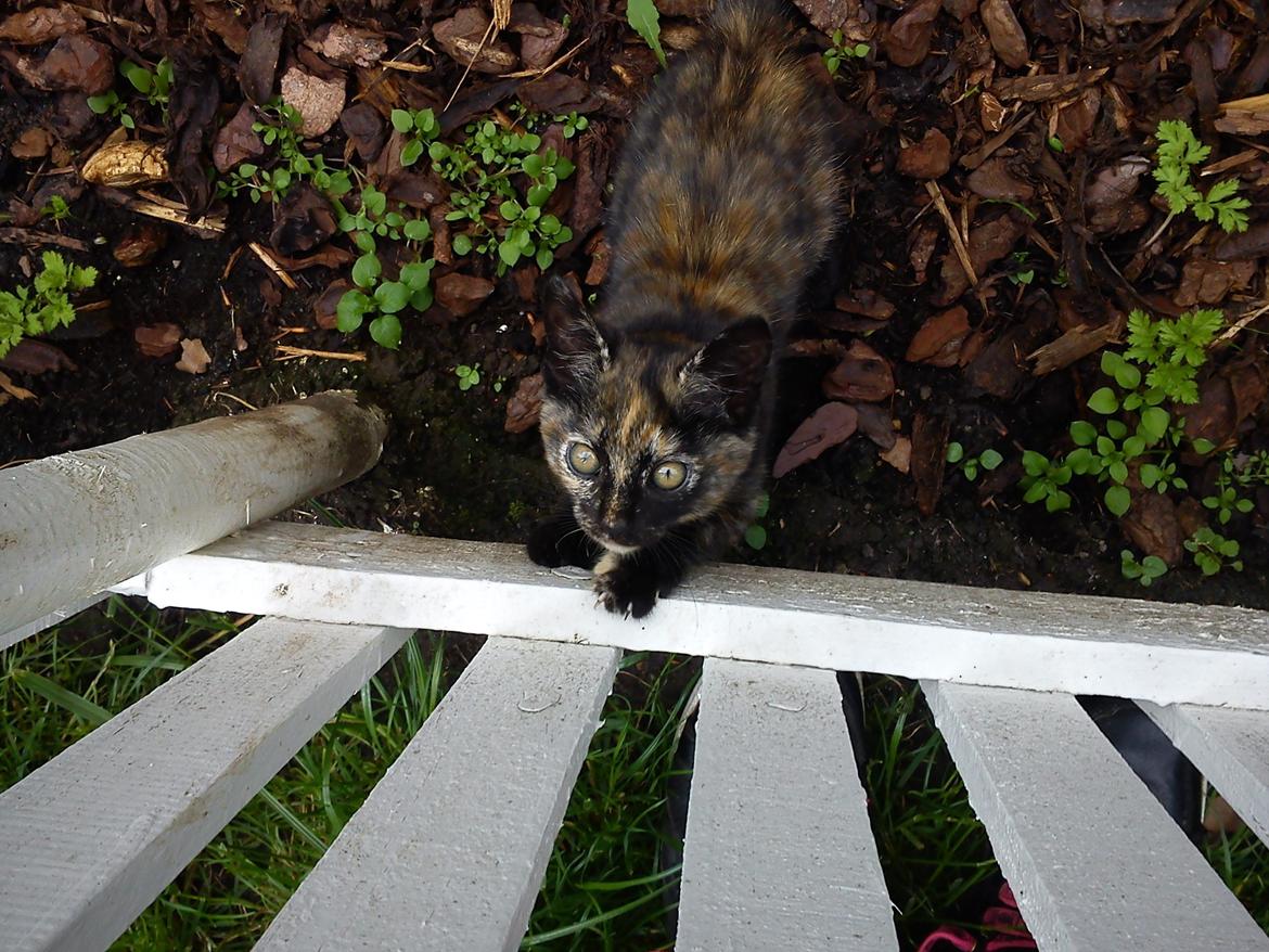 Huskat Bøllemizz billede 23