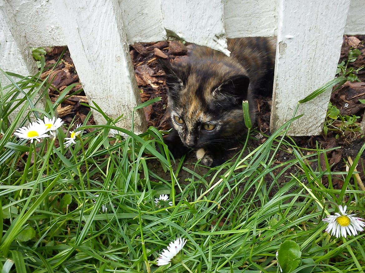 Huskat Bøllemizz billede 25