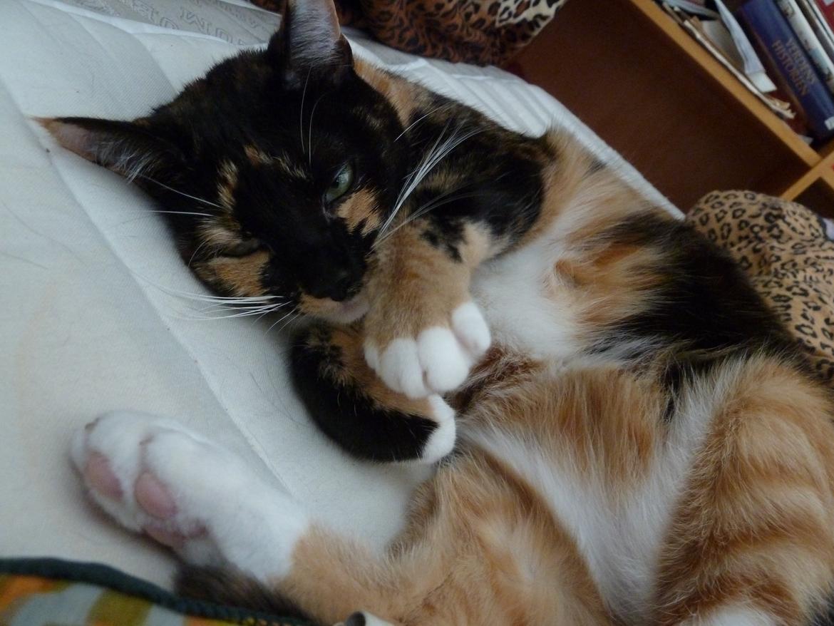 Huskat Alexandra billede 11