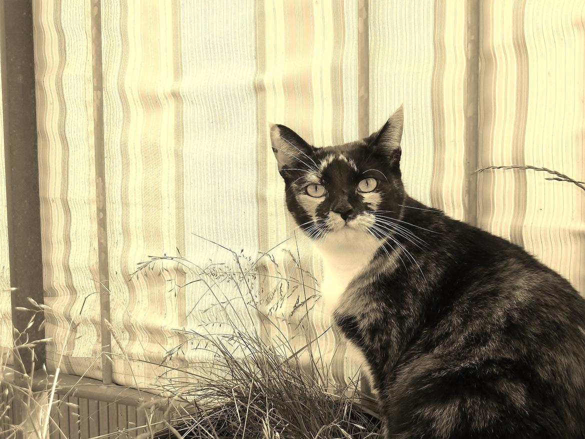 Huskat Alexandra billede 12