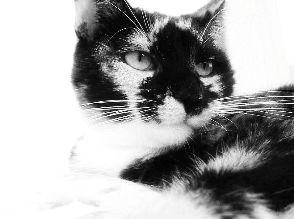 Huskat Alexandra billede 13