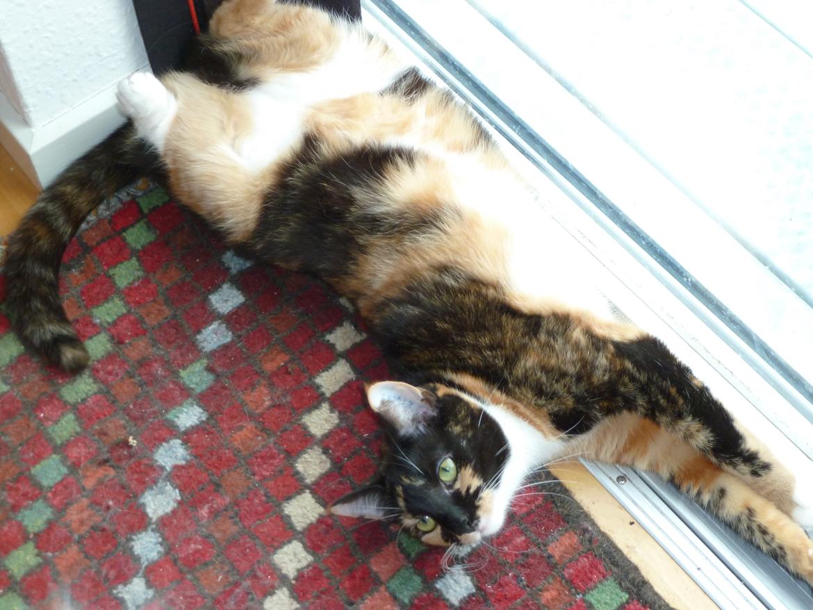 Huskat Alexandra billede 14