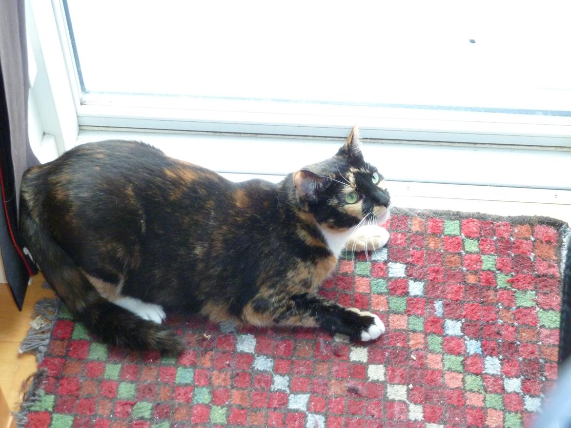 Huskat Alexandra billede 16