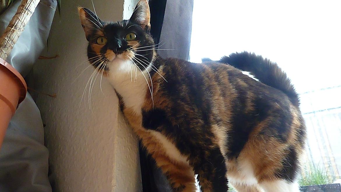 Huskat Alexandra billede 17