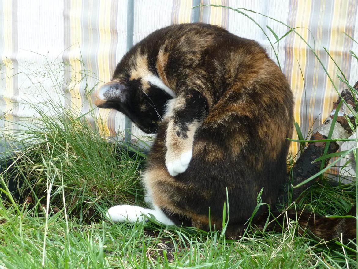 Huskat Alexandra billede 18