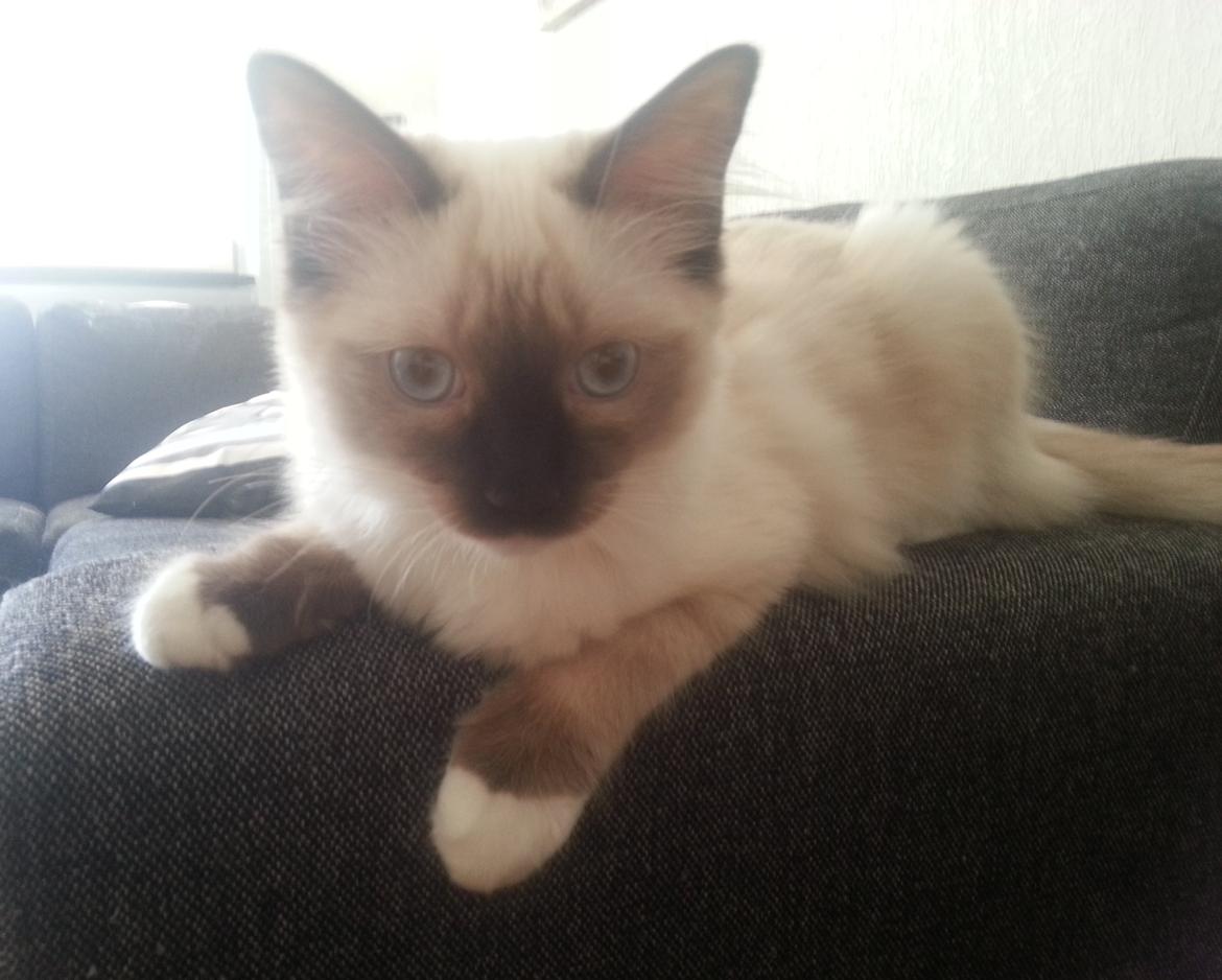 Ragdoll Mingus - 4. juli 2012 billede 7