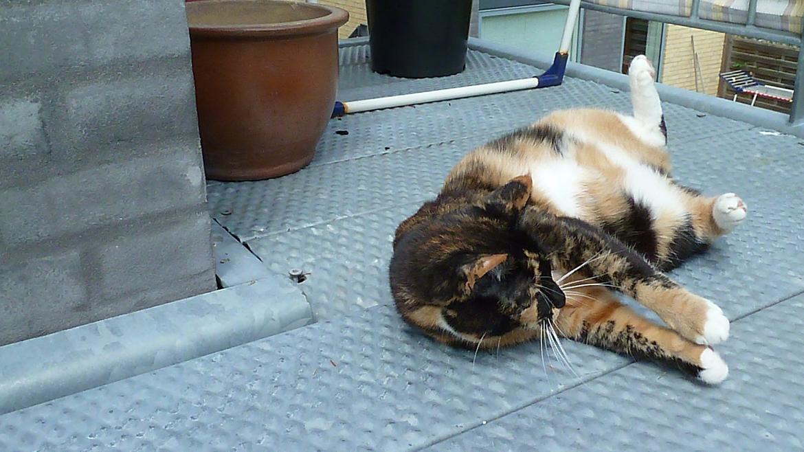 Huskat Alexandra billede 15