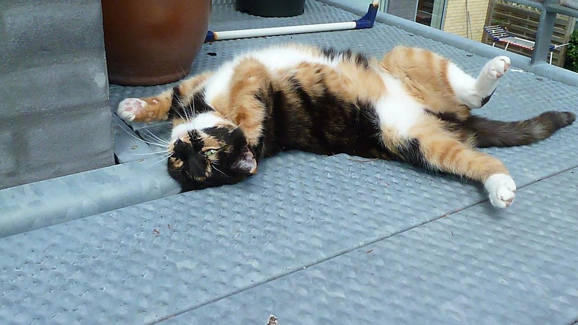 Huskat Alexandra - Hvis det klør, må man jo klø? :) billede 8