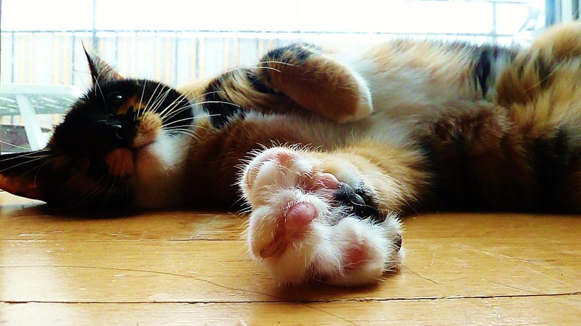 Huskat Alexandra billede 9