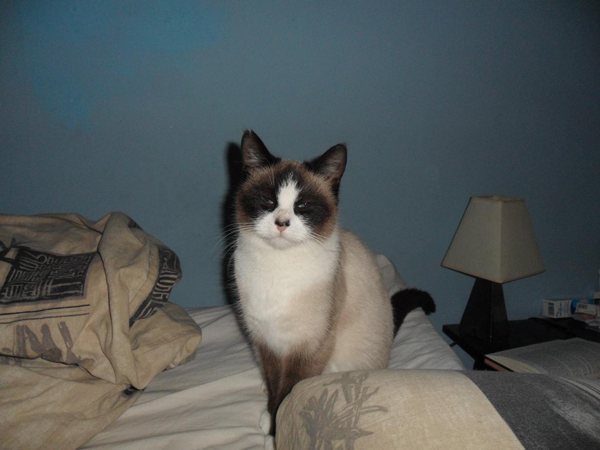 Blanding af racer Perle billede 11