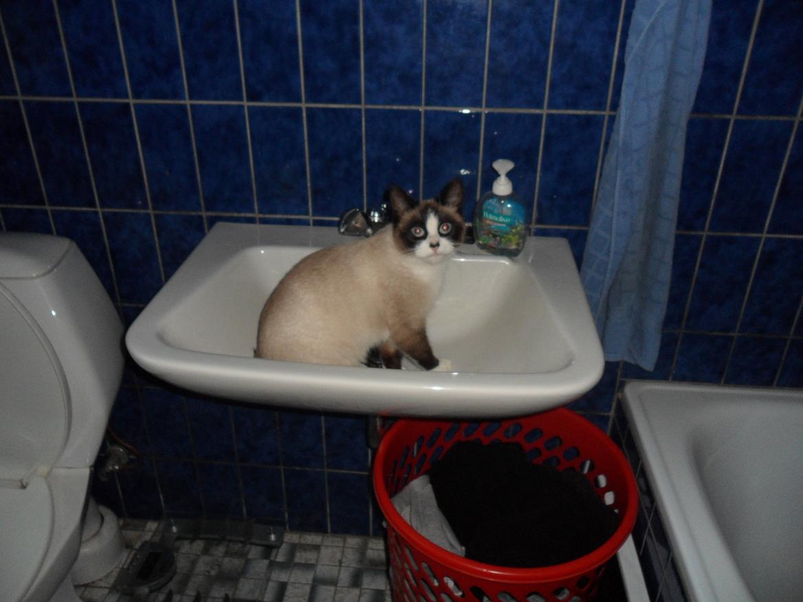 Blanding af racer Perle billede 12