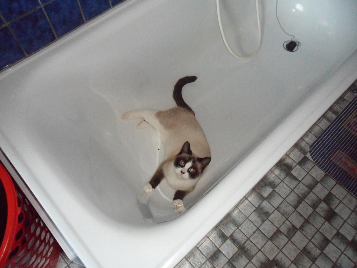 Blanding af racer Perle billede 13