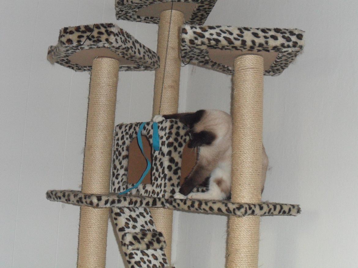 Blanding af racer Perle billede 14