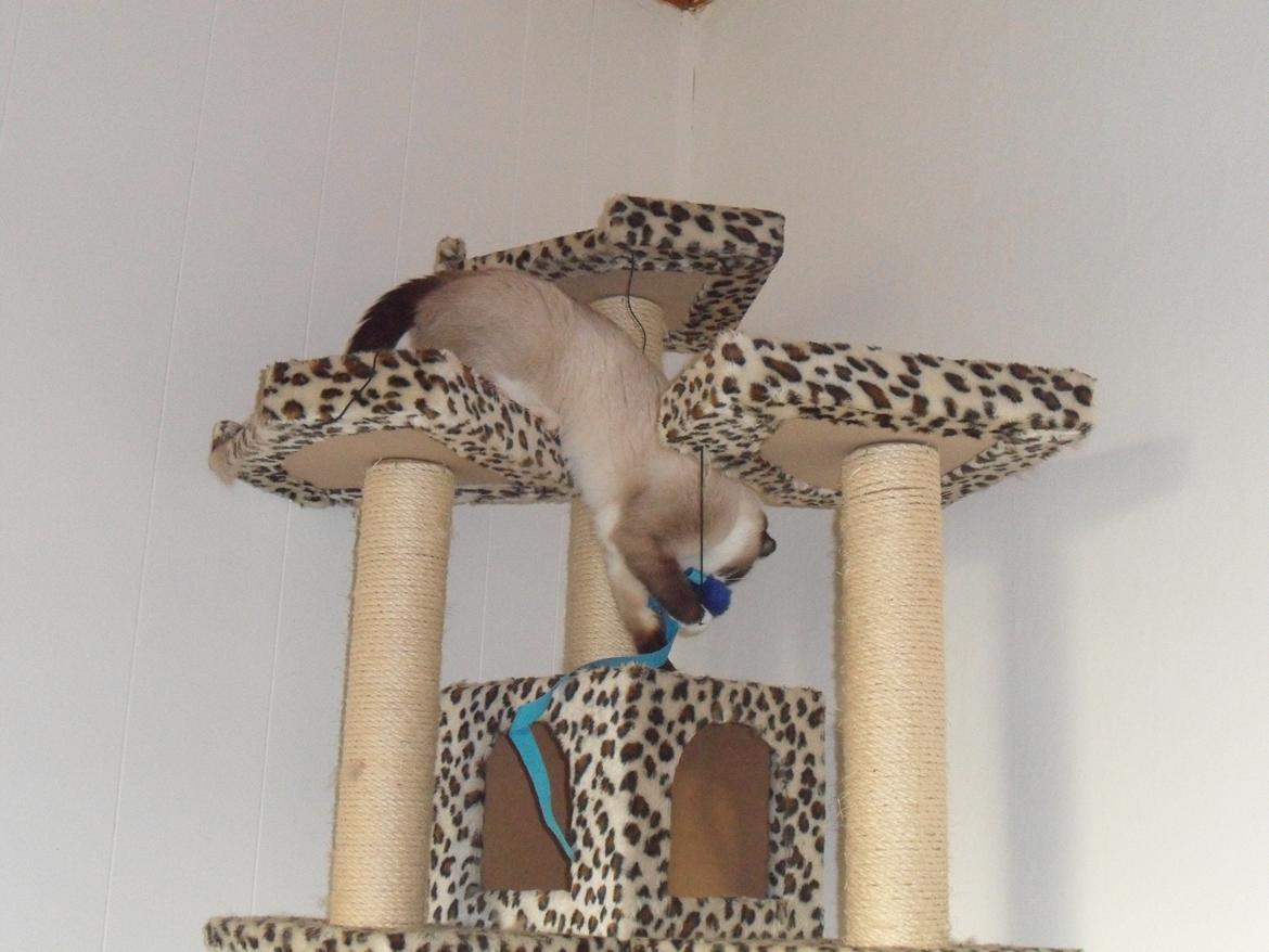 Blanding af racer Perle billede 15