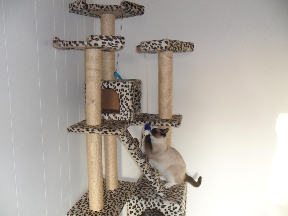 Blanding af racer Perle billede 16