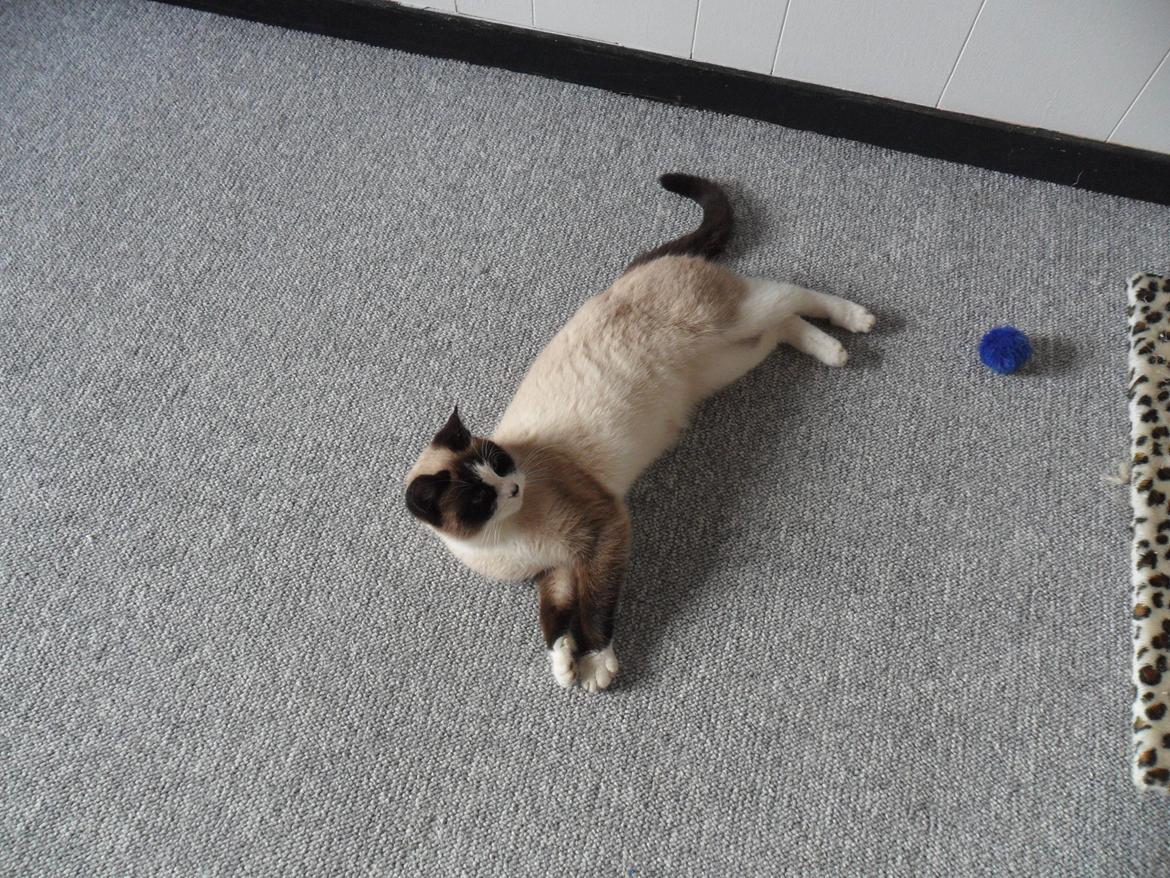 Blanding af racer Perle billede 7