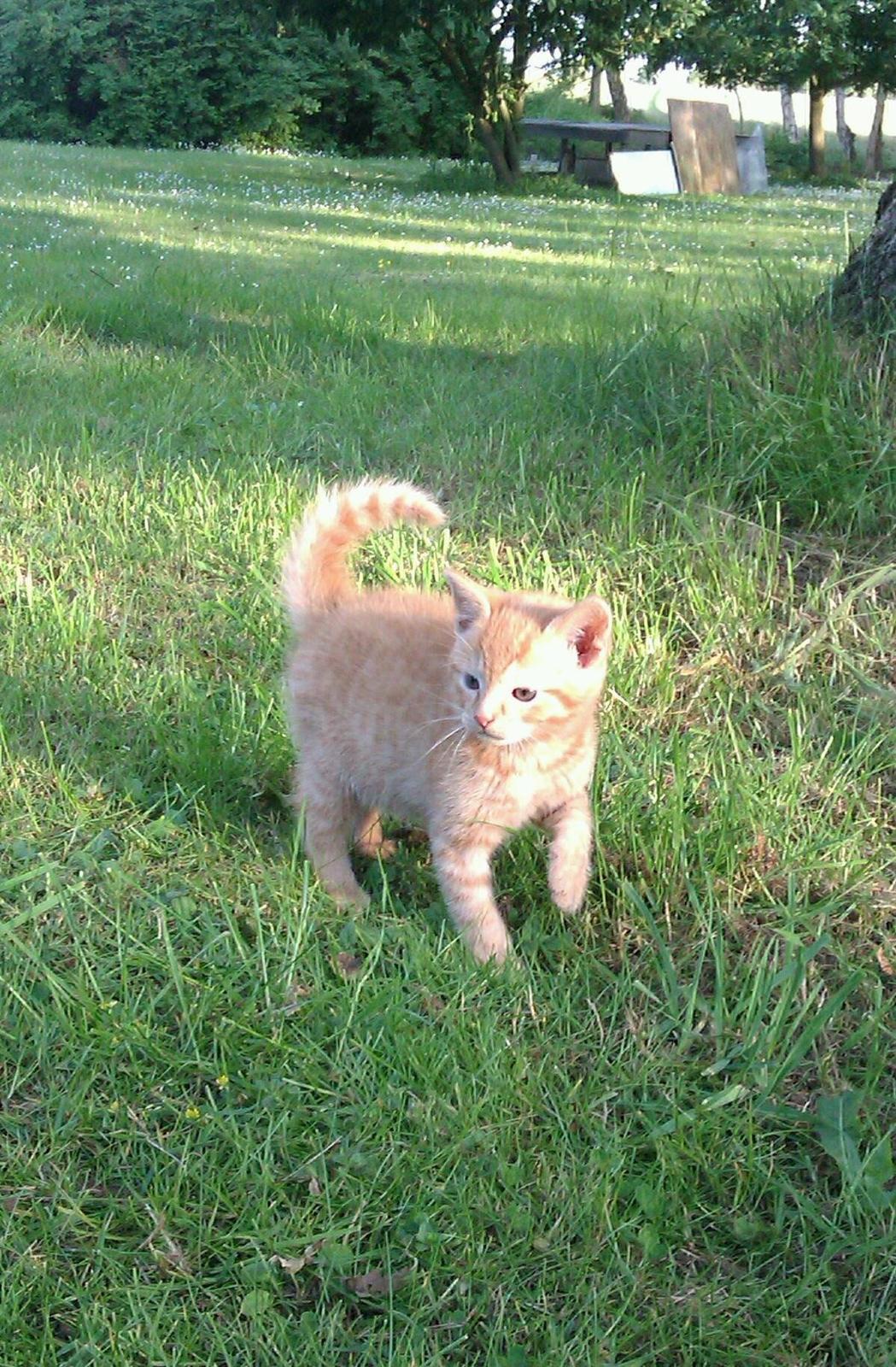 Huskat Supermand *solgt* billede 1