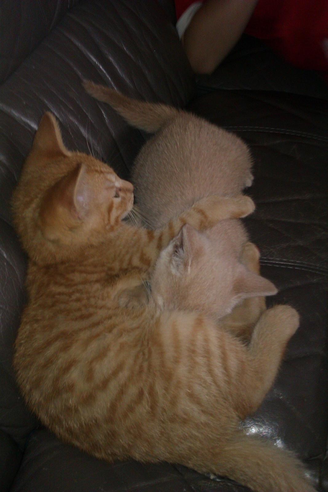 Huskat Supermand *solgt* billede 2