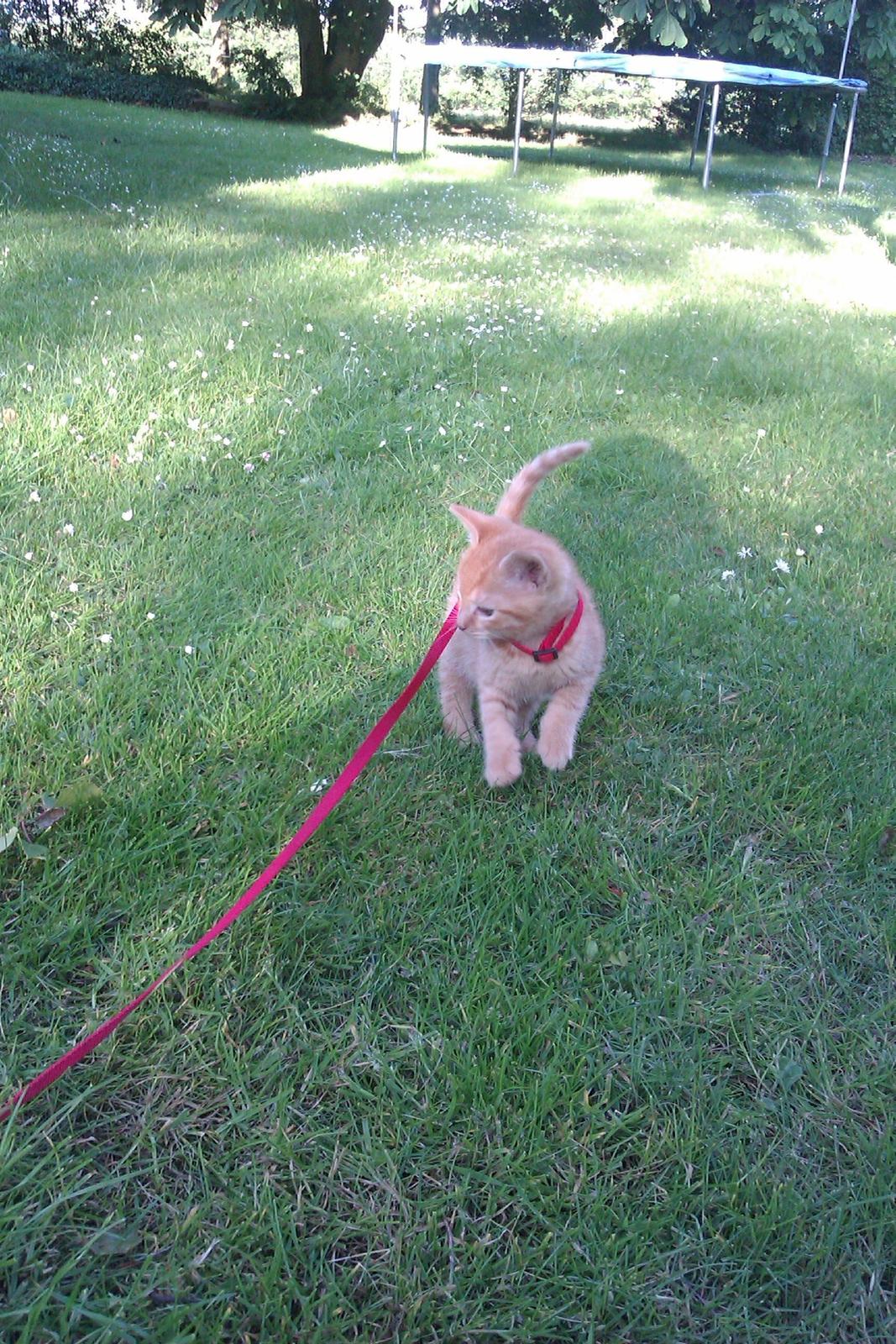 Huskat Supermand *solgt* billede 3