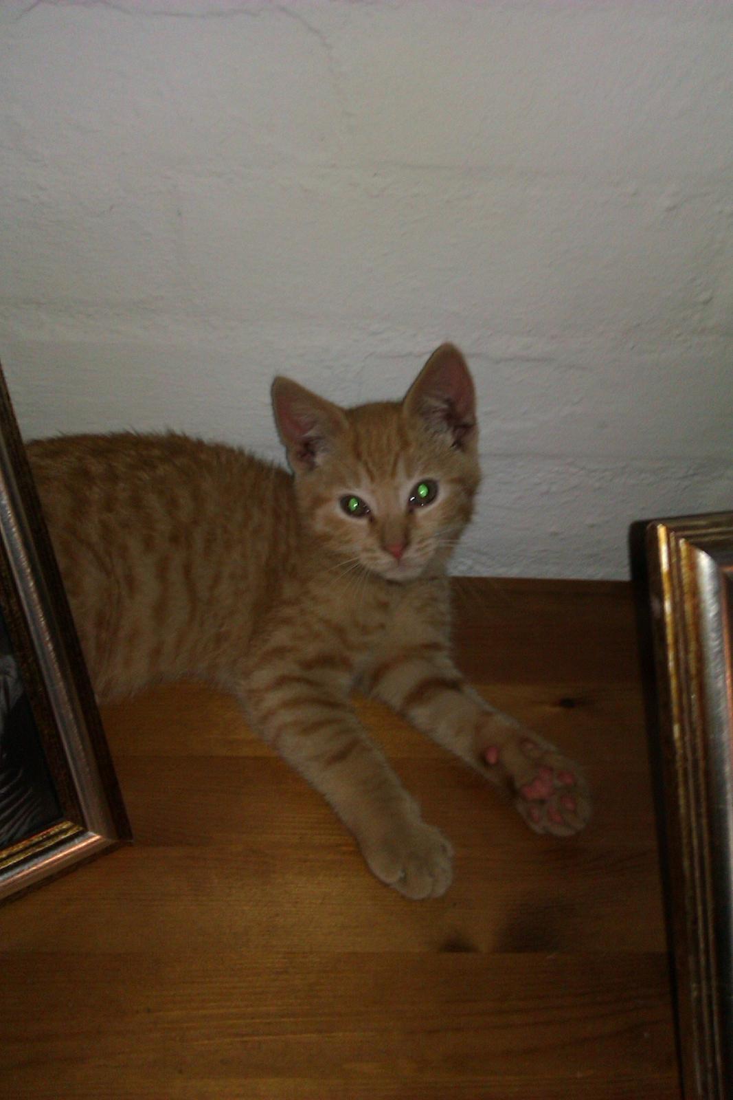 Huskat Supermand *solgt* billede 5