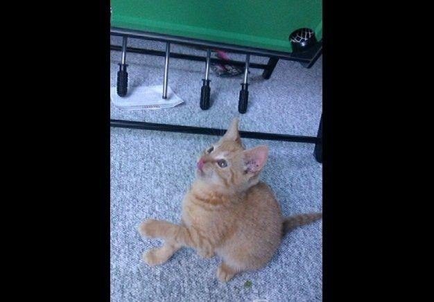 Huskat Supermand *solgt* billede 6