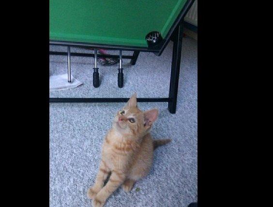 Huskat Supermand *solgt* billede 7