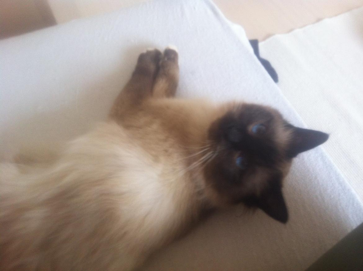 Hellig Birma Basil billede 3