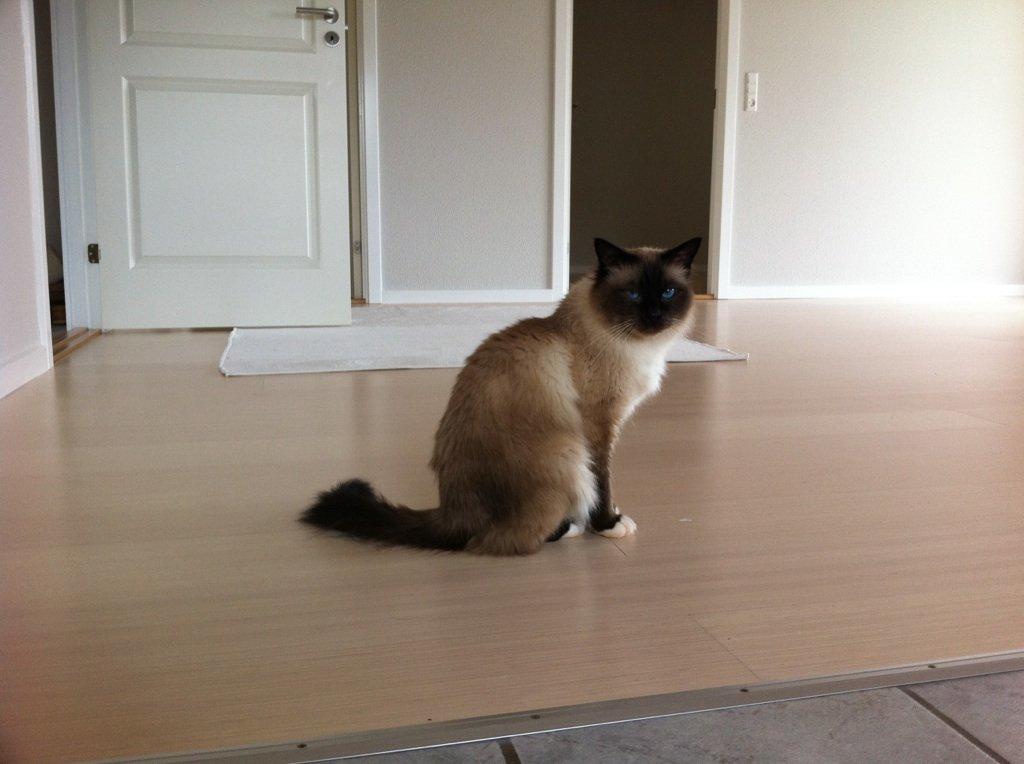 Hellig Birma Basil billede 5