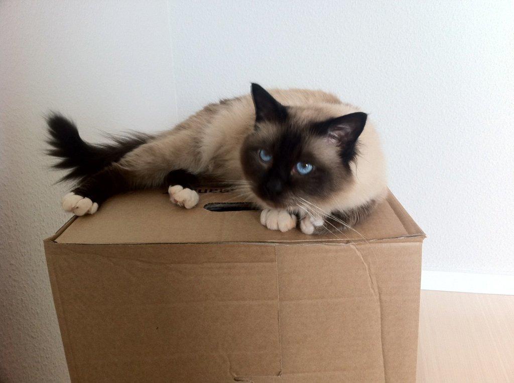 Hellig Birma Basil billede 1