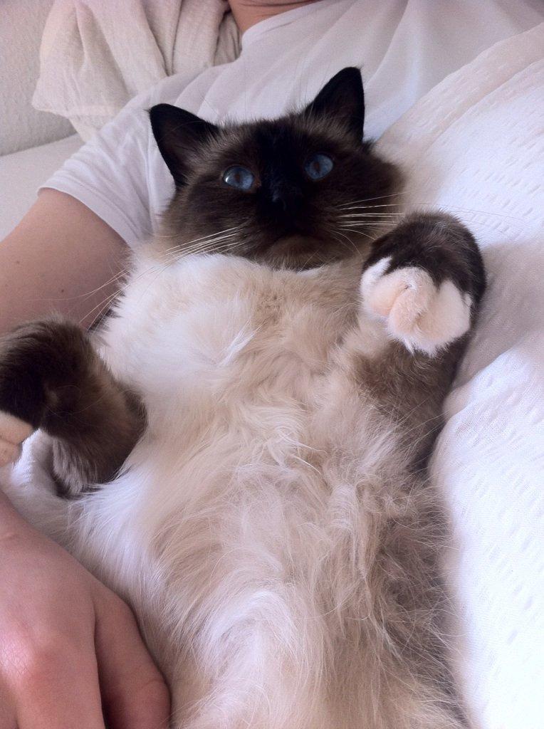 Hellig Birma Basil billede 2