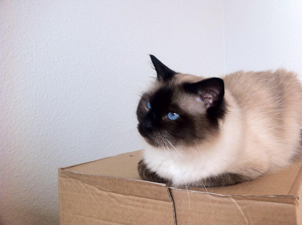 Hellig Birma Basil billede 4