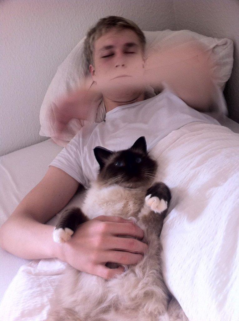 Hellig Birma Basil - Hehe, morgenbilleder er altid gode (; billede 6