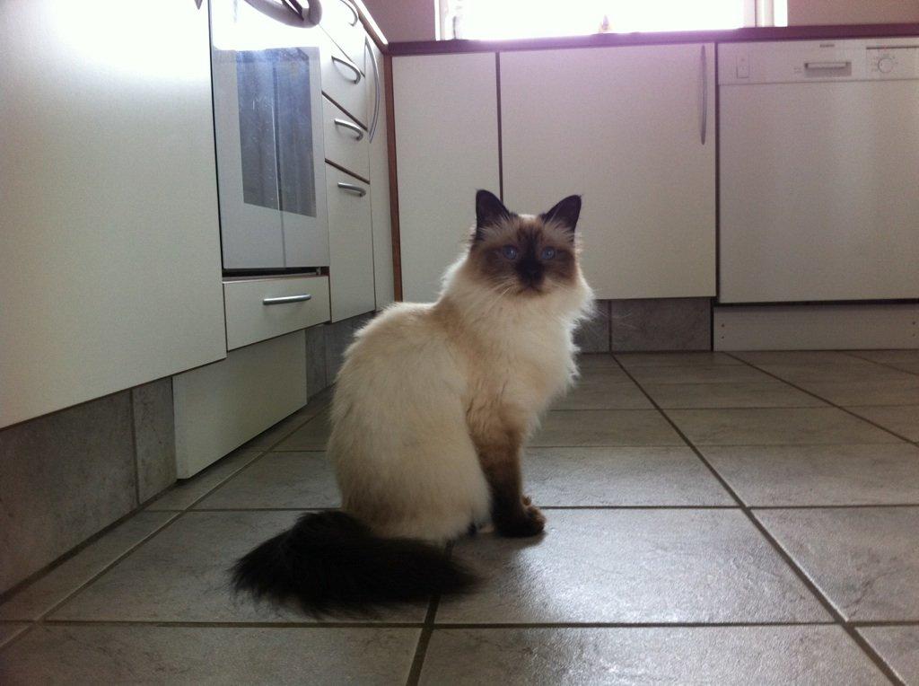 Hellig Birma Baby billede 3