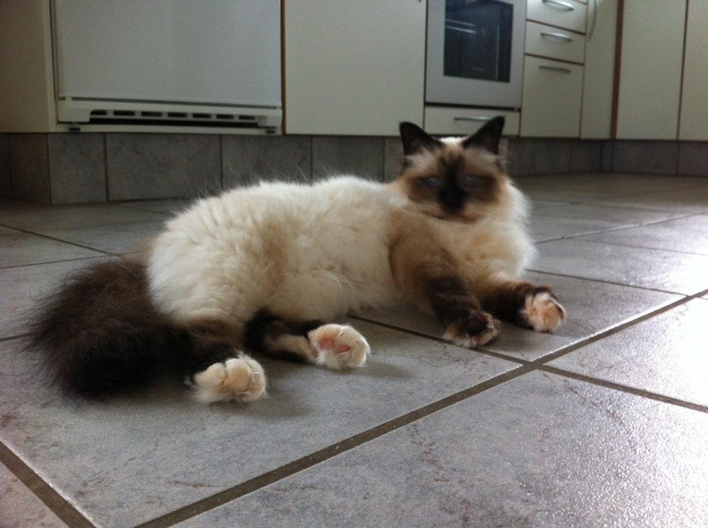 Hellig Birma Baby billede 4