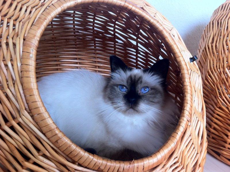 Hellig Birma Baby billede 5