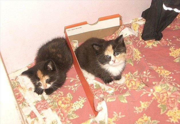 Huskat Gucci solgt & savnet :( billede 15