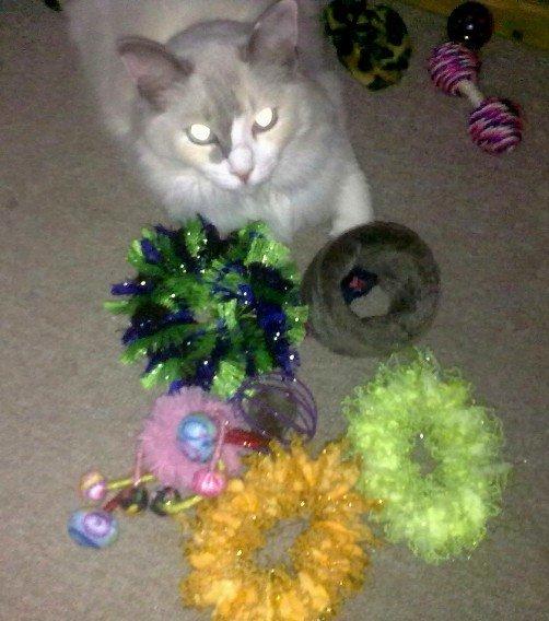 Ragdoll Misja billede 1