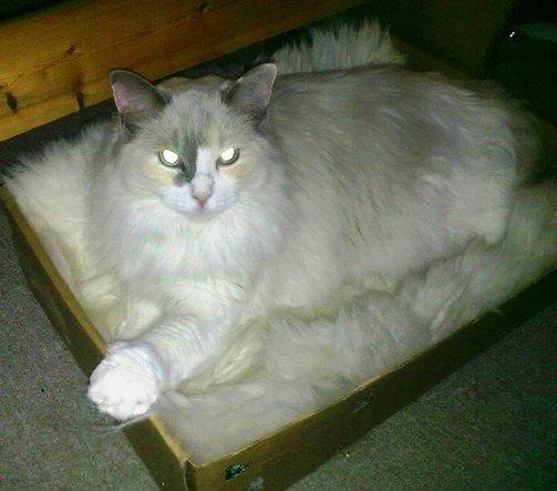 Ragdoll Misja billede 2