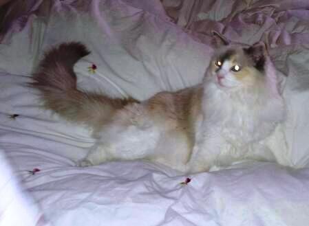 Ragdoll Misja billede 4