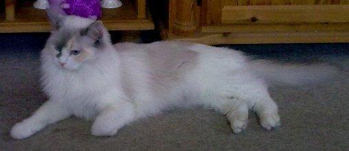 Ragdoll Misja billede 5