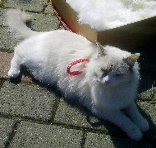 Ragdoll Misja billede 6