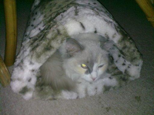 Ragdoll Misja billede 7