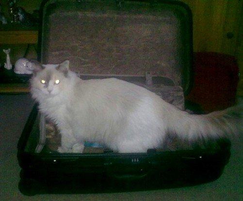 Ragdoll Misja billede 8