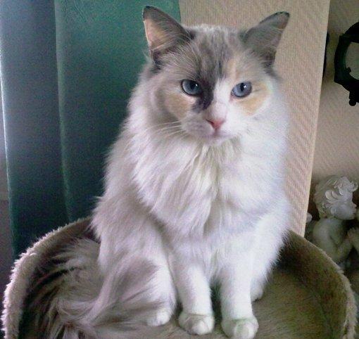 Ragdoll Misja billede 9